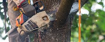 Grand Forks, ND  Tree Services Company