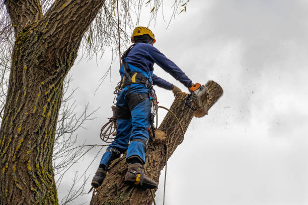 Best Arborist Consultation Services  in Gra Forks, ND