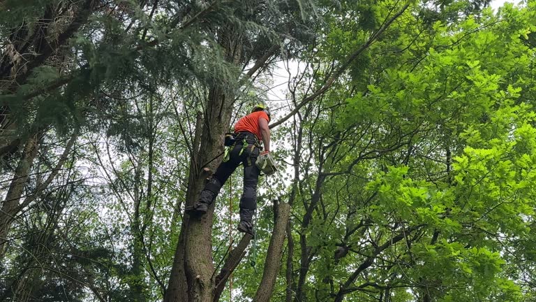 Why Choose Our Tree Removal Services in Grand Forks, ND?