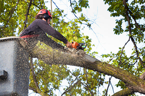 Best Tree Health Inspection  in Gra Forks, ND